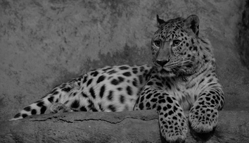 Smutná zpráva z ústecké zoo! Museli utratit levharta Rushera