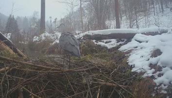 Zvířata České Švýcarsko neopustila. Národní park ukázal záběry z fotopastí