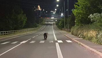 Medvěd se promenádoval městem na Slovensku. Policie varuje obyvatele
