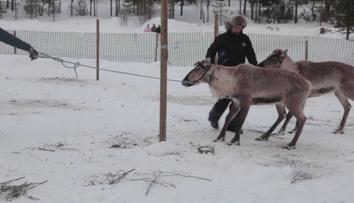 Ve Finsku vrcholí sezóna sobích závodů. Finálové kolo přilákalo davy diváků