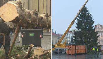 Strom ze Staromáku zmizel. Půjde na dobročinné účely, část snědí zvířata