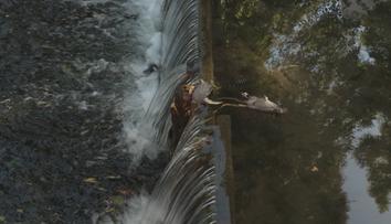 V Litomyšli plavou v řece mrtví potkani. Jak se tam dostali, je záhadou