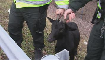 Zvířata ze zoo její ředitel zabil. Maso pak servíroval na vánočním večírku