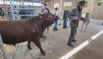 Aukce plemenných býků přilákala farmáře. Ceny jdou do statisíců