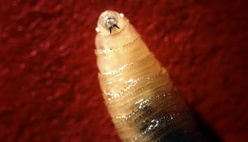 Masožravá larva poprvé infikovala člověka. Svou oběť žere zevnitř
