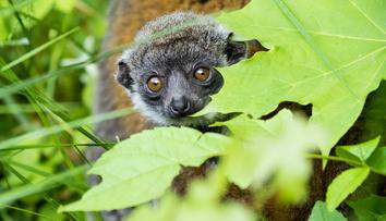 Mláděti vzácného lemura se v ostravské zoo daří výborně! FOTO