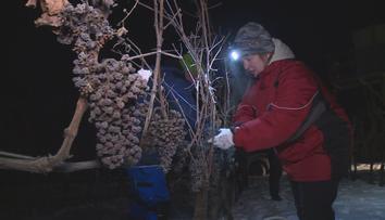 Vinaři na jižní Moravě se dočkali. Díky silným mrazům mohou začít vyrábět ledové víno