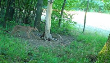 U českých hranic se pohybuje puma. Zachytila ji fotopast