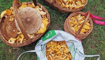 Houbařské žně jsou tu. Čtenáři TN.cz se pochlubili plnými koši! GALERIE