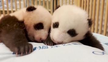 Belgická zoo přišla o tři mláďata pand. Rozloučit se přišly davy lidí