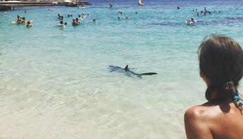 Se žralokem na Mallorce to bylo úplně jinak! Pořád hrozí nebezpečí
