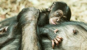 Obrovská radost v ostravské ZOO! Na svět přišel malý šimpanz