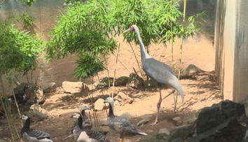 Zoo hledá uprchlého jeřába. Lidé ho mohou poznat podle červené hlavy