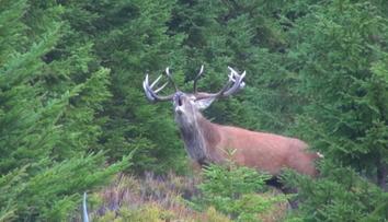 V Krkonoších vrcholí jelení říje. Samci bojují o přízeň laní