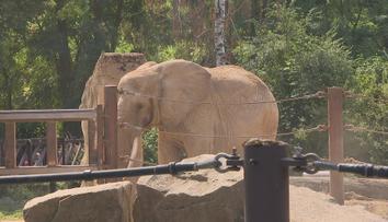 Zoo Praha získá nečekané jmění. Neznámá dárkyně jí odkázala milionový majetek