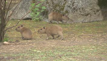 Historický rekord v pražské zoo. Narodilo se najednou hned sedm kapybar
