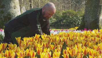 V Nizozemsku začala sezóna tulipánů. V zahradě Evropy jich vykvetou miliony