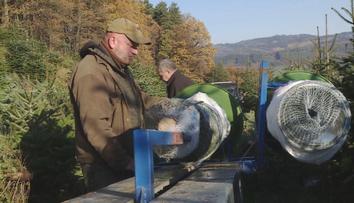 Lesníci hlásí skvělou úrodu. Letošní vánoční stromečky budou obzvlášť pěkné