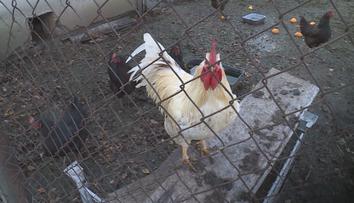 Na Táborsku se objevila ptačí chřipka. Nakazila se drůbež v malochovu