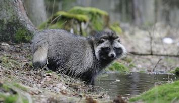 Po Česku se toulá šelma z Asie. Vypadá roztomile, chová se ale jako gangster