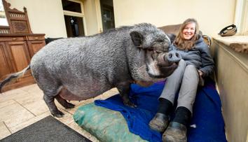 Při koupi pozor: Z miniprasátka vyrostl chlupatý, 130kilový kanec!