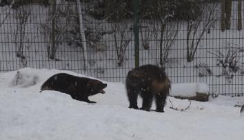 ROZTOMILÉ VIDEO: Rosomáci z brněnské zoo si užívají první sníh