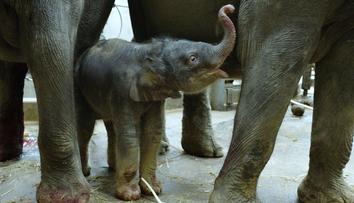 Smutné zprávy z pražské zoo: Nejmladší slůně Amalee zabil herpes virus