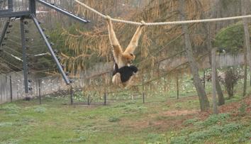 Giboni v ústecké zoo si zvykají na nový výběh. Některým to trvá měsíce