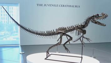 Vědci zjistili, proč měl t-rex malé přední končetiny. Důvod všechny překvapil