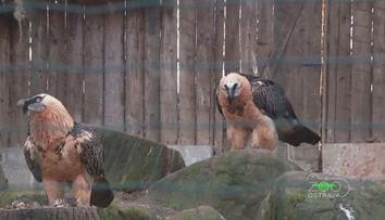 Ostravská zoo vypustí do volné přírody dalšího orlosupa