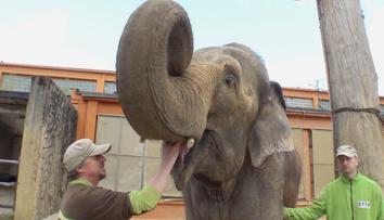 Libereckou zoo opustil poslední slon. Samice žila dlouhé roky sama