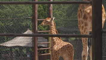 Ostravská zoo slaví. Po 11 letech se tam narodilo mládě žirafy