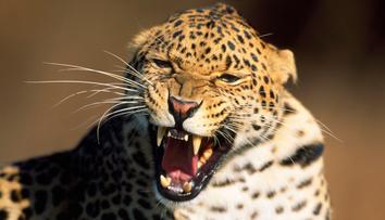 Horor v zoo. Ošetřovatelku roztrhal leopard