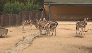 Liberecká zoo se pyšní nejen bílými tygry. Chovají i další ohrožené druhy