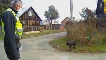 V Ostravě našli zbídačeného psa. Páníček mu svazoval packy, aby neutíkal