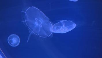 Na Pankráci září mořský plankton. Vidět ho lze jen za tmy a v pohybu
