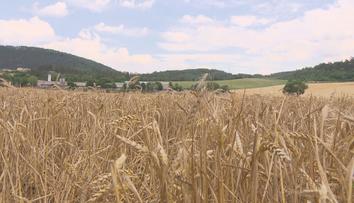 Česká pšenice je velmi žádaná. Kvůli situaci na Ukrajině roste cena řepky