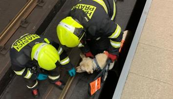 Děs v pražském metru: Před přijíždějící vlak spadla nevidomá dívka i se psem