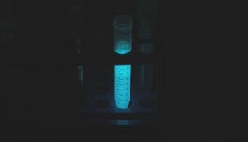 Vědci z Brna hlásí unikátní objev. V laboratoři si svítí díky krevetám
