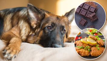 Mazlíčci mohou o Vánocích trpět! Veterináři radí, jak tomu předejít