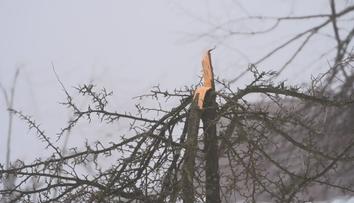 Námraza zlámala stromy v Krušných horách. Tohle jsme nezažili, tvrdí lidé
