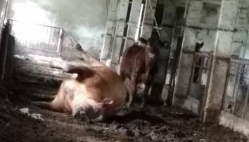 Horor v kravíně: Mrtvé zvíře leželo vedle ostatních, lidé si stěžují!