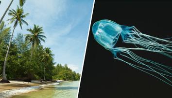 Tragédie v turistickém ráji. Úřady po smrti 13letého chlapce varují před medúzou