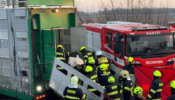 V kamionu při nehodě uvízly desítky krav. Dálnice D8 byla celý den uzavřená