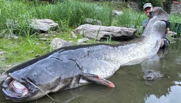 Rybář Vágner chytil v Berounce gigantického sumce. Nemohu uvěřit svým očím, říká