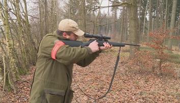 Frýdlantsko odvolalo opatření kvůli moru prasat. Padlo jim za oběť 11 tisíc divočáků