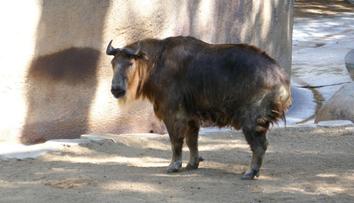 Případ z brněnské zoo má pokračování. Muž se za napadení takina omluvil