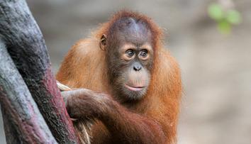 Tragická nehoda v pražské zoo. Při hře zahynul pětiletý orangutan