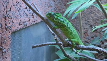 V Zooparku Zájezd odchovali mláďata chameleona zeleného. Jde o světový unikát