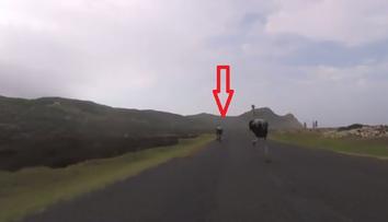 Jako od Hitchcocka: Rozzuřený pštros lovil cyklisty, ti nemohli ujet!